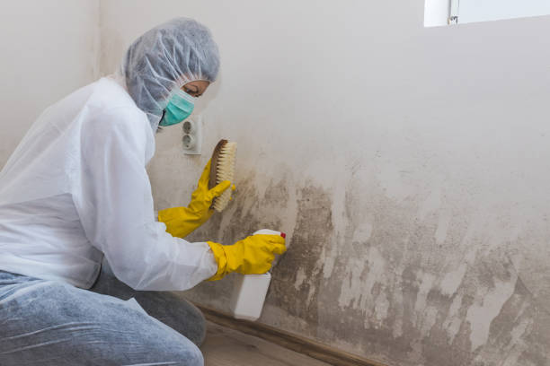 Professional Mold Removal in West Newton, PA