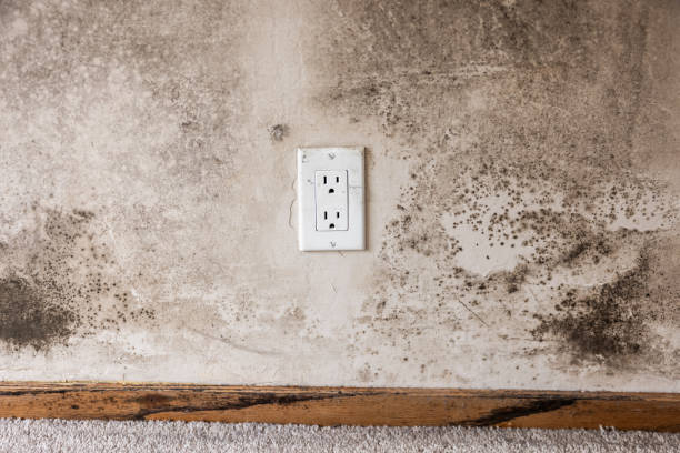 Best Comprehensive Air Testing for Mold Contaminants  in West Newton, PA